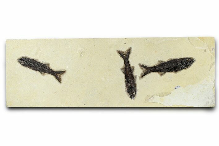 Multiple Fossil Fish (Mioplosus) Plate - Wyoming #370883
